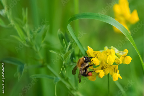 bee pollinating a yellow flower