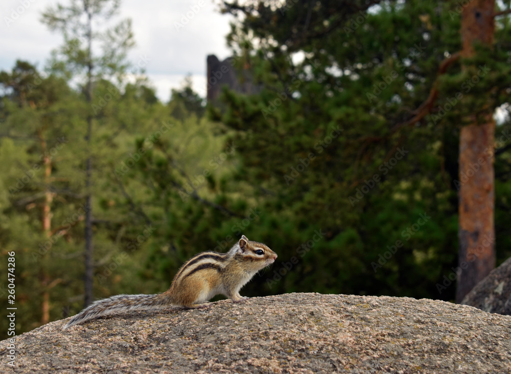 Fototapeta premium squirrel on tree