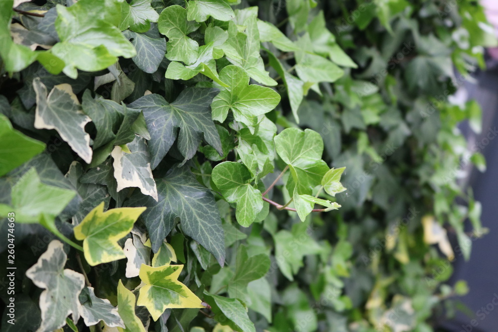 Obraz premium plante