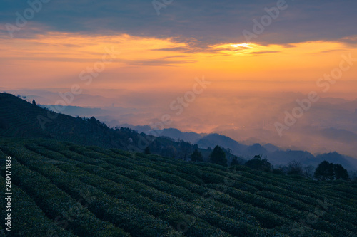  Alpine tea garden in the morning. The morning of the alpine tea garden. Mengdingshan Tea Garden, Ya'an, Sichuan, China. © Guiyuan