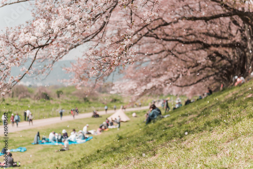 Pink Cherry blossom or sakura flower in spring season at Japan photo