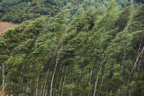 Strong winds make trees bow
