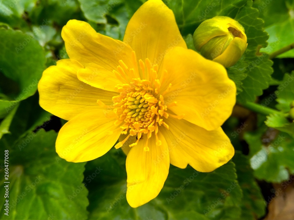 beautiful yellow spring wild flower in the forest close up beautiful yellow spring wild flower in the forest close up