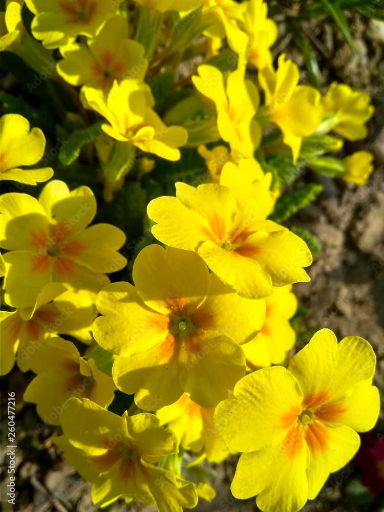 beautiful yellow spring wild flower in the forest close up beautiful yellow spring wild flower in the forest close up