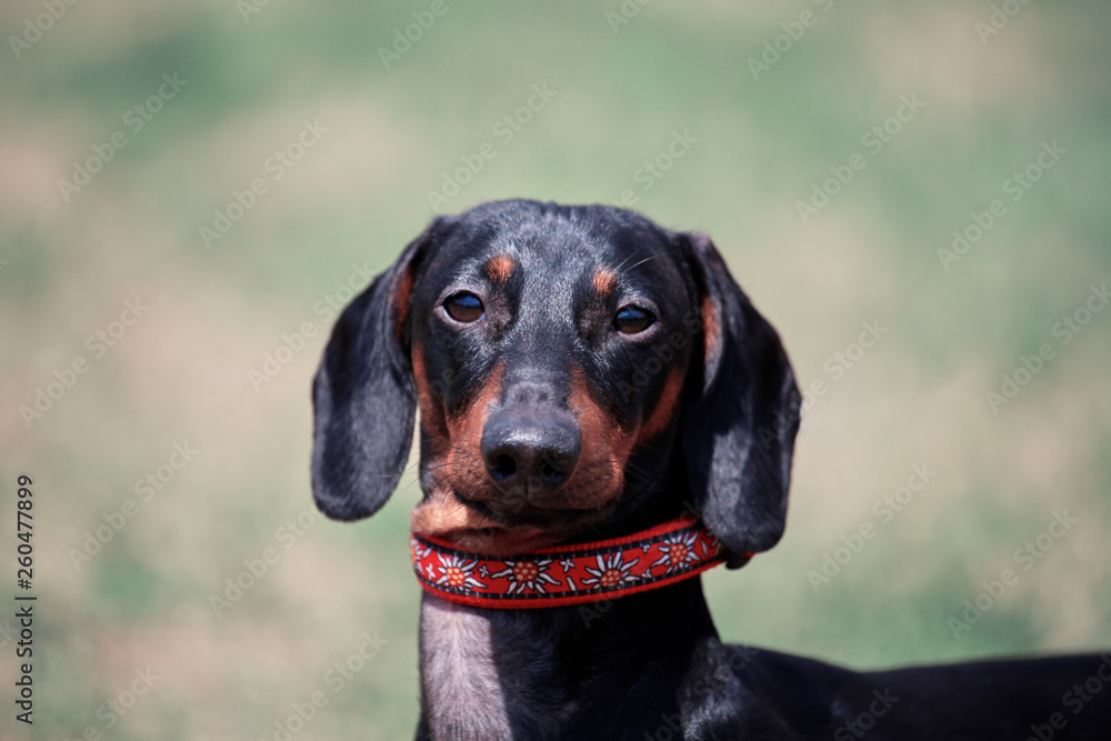 Portrait of sweet black and tan Duchshund dog on green background with look right to the camera, clever and attentive. Outdoors, close up,  big copy space above.