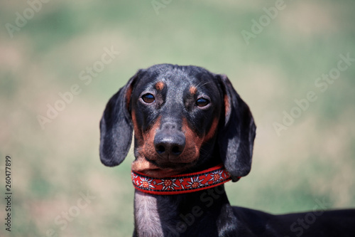 Portrait of sweet black and tan Duchshund dog on green background with look right to the camera, clever and attentive. Outdoors, close up,  big copy space above. © Elena