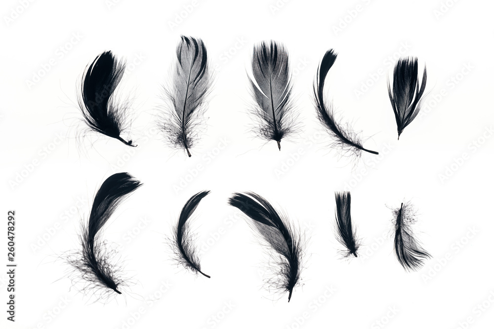 rows of black lightweight feathers isolated on white rows of black lightweight feathers isolated on white