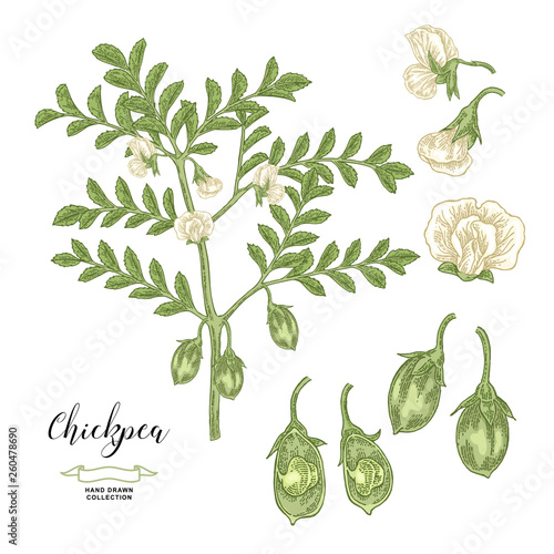 Chickpea plant isolated on white background. Chickpea flowers, pods and seeds collection. Hand drawn legumes. Vector illustration.