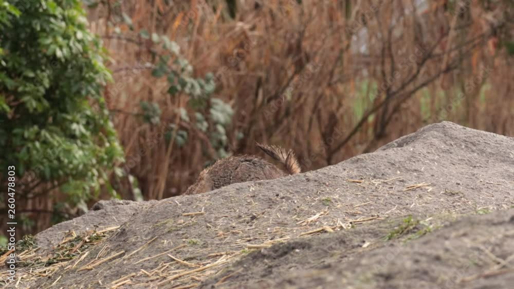 Squirrel spermophilus playing in nature Squirrel spermophilus playing in nature