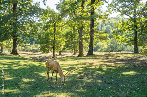 Deer Graze and Herd in Forest