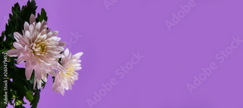 Pink aster flower on purple background. Free space for text.