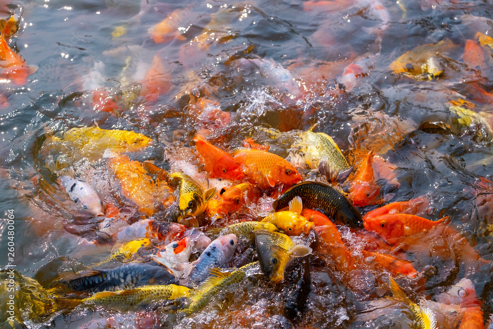 Tourism Feed Many Hungry Fancy Carp, Mirror Carp Fish, Koi in the Pond. Tourism Feed Many Hungry Fancy Carp, Mirror Carp Fish, Koi in the Pond.