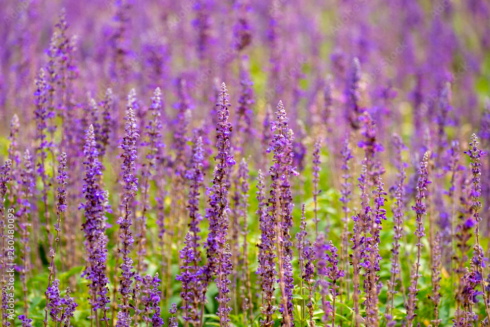 Beautiful Lavender Flower in the Field. Natural Violet Color Flowerin the Countryside