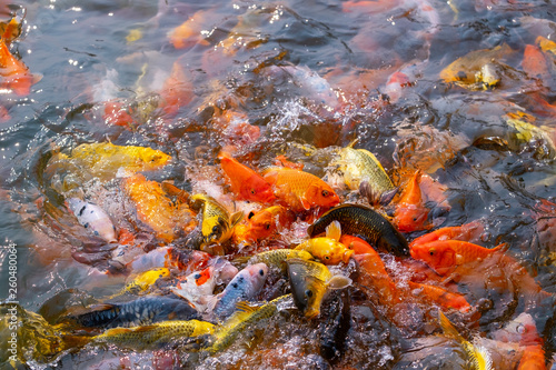 Tourism Feed Many Hungry Fancy Carp, Mirror Carp Fish, Koi in the Pond.