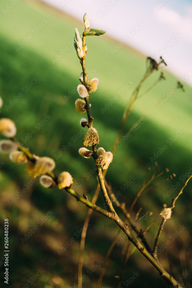 green willow branch on the tree on the field green willow branch on the tree on the field