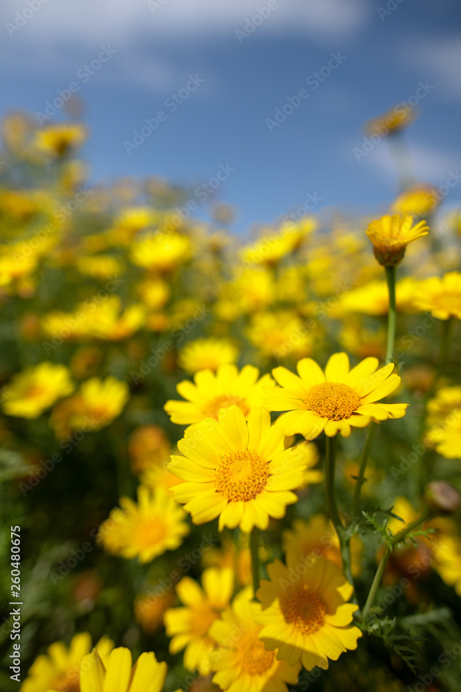 Wild daisy flowers in Cyprus countryside, Spring 2019