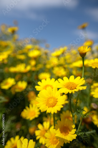 Wild daisy flowers in Cyprus countryside  Spring 2019