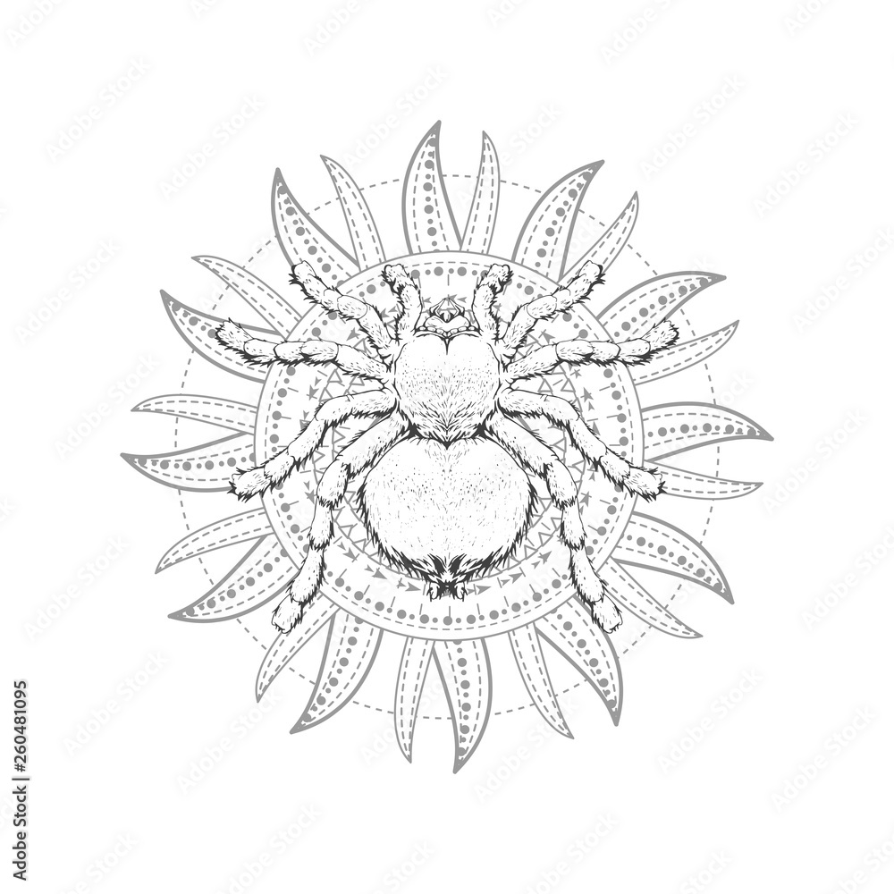 Vector illustration with hand drawn spider and Sacred geometric symbol on white background. Abstract mystic sign. Vector illustration with hand drawn spider and Sacred geometric symbol on white background. Abstract mystic sign.