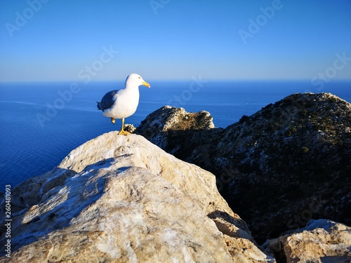 seagull on a rock