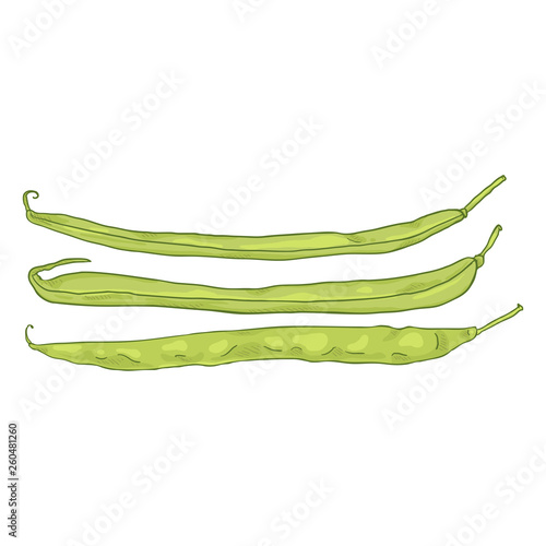 Vector Cartoon Green French Beans
