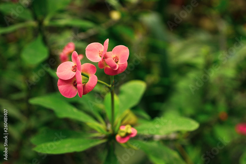 Wallpaper Mural Pink flower on green natural background. Crown Thorns. Close-up Torontodigital.ca
