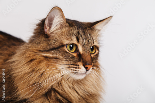 Obraz na plátně Gray tabby furry cute cat lying on a light wall background, close-up