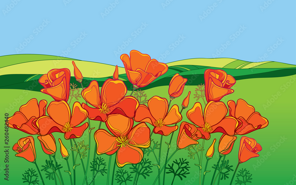 Outline orange California poppy flower or Eschscholzia, leaf and bud on the background with green field and blue sky. - obrazy, fototapety, plakaty 