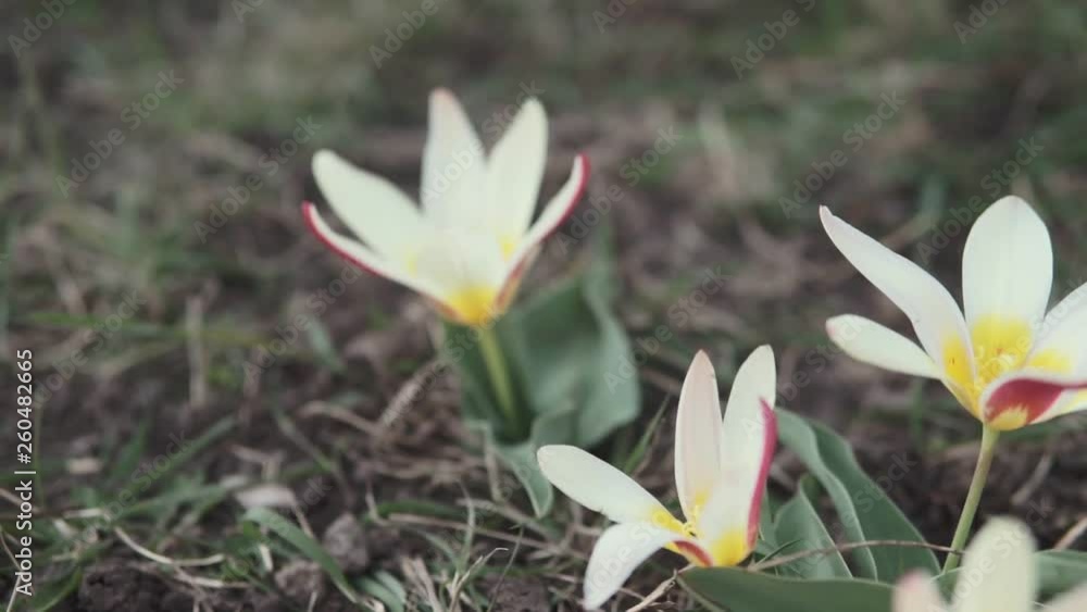 Wild tulips. Tulipa biebersteiniana blossoming in spring steppes Wild tulips. Tulipa biebersteiniana blossoming in spring steppes