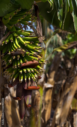 bunch of spicy bananas on a spring plantation