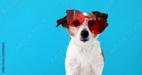 Portrait of a funny dog Jack Russell Terrier in red sunglasses isolated on blue background