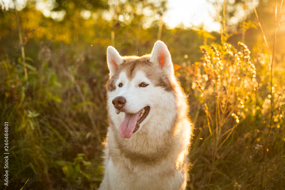 Profile Portrait of beautiful Beige and white Siberian Husky dog sitting in the forest at golden sunset in autumn