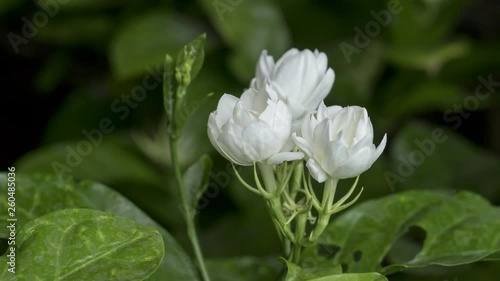 Jasmine flower blooming time lapse.