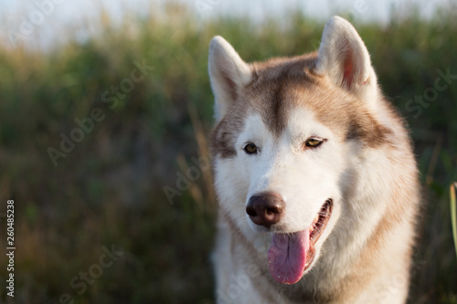 Beautiful siberian husky dog with brown eyes sitting in the field near the sea at golden sunset