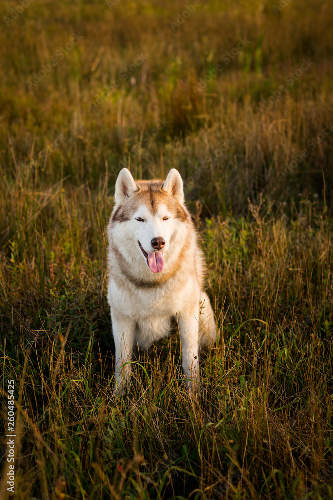 Portrait of gorgeous siberian husky dog with brown eyes sitting in the grass at sunset