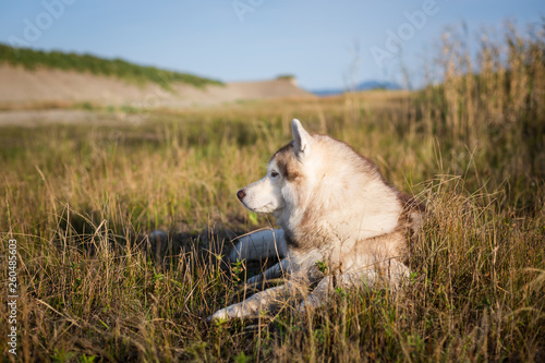 Portrait of lbeautiful and free siberian husky dog with brown eyes lying in the field near the sea at golden sunset photo