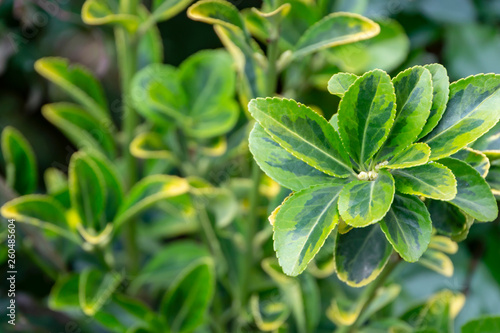 Selective focus Euonymus japonicus Aureo-Marginata with variegated green-yellow leaves on blurred green background. Elegant background for natural design.