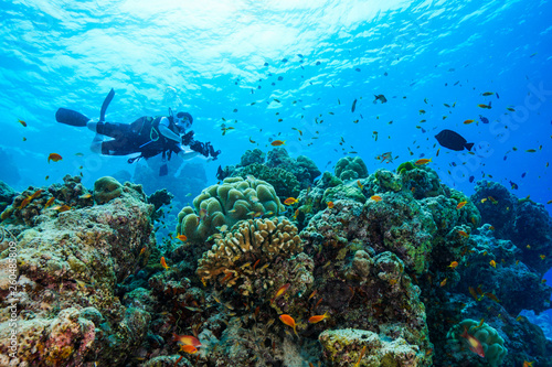 Fototapeta Naklejka Na Ścianę i Meble -  Diving the Maldives