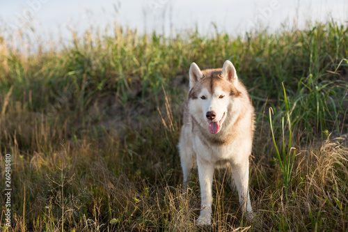 Beautiful siberian husky dog with brown eyes standing in the field near the sea at golden sunset