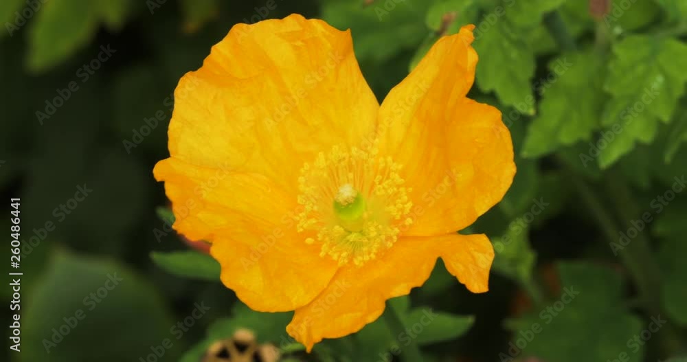 orange flower in garden orange flower in garden