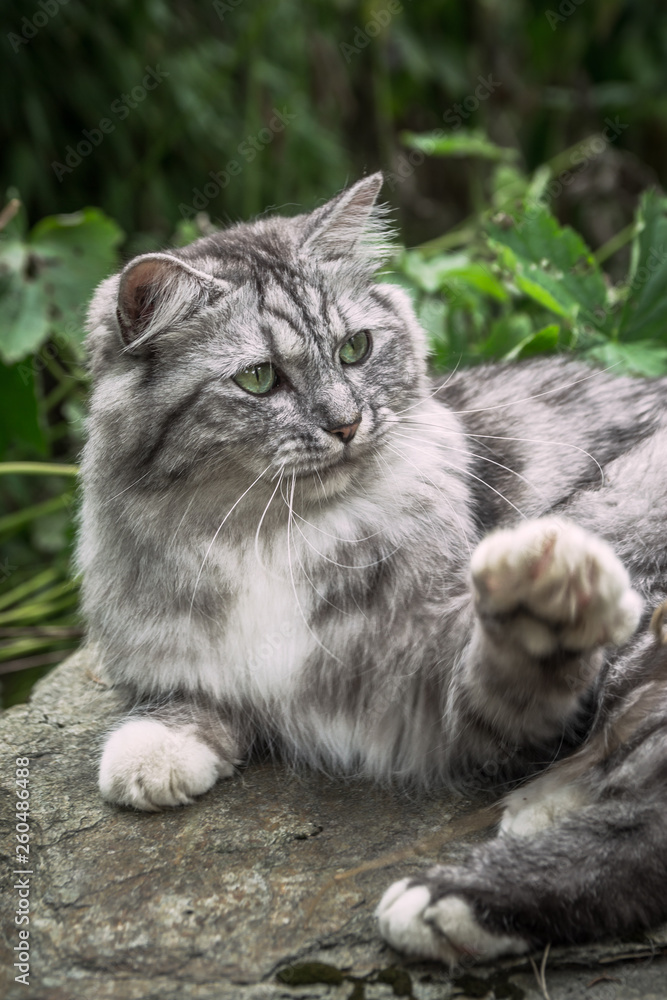 Le chat gris