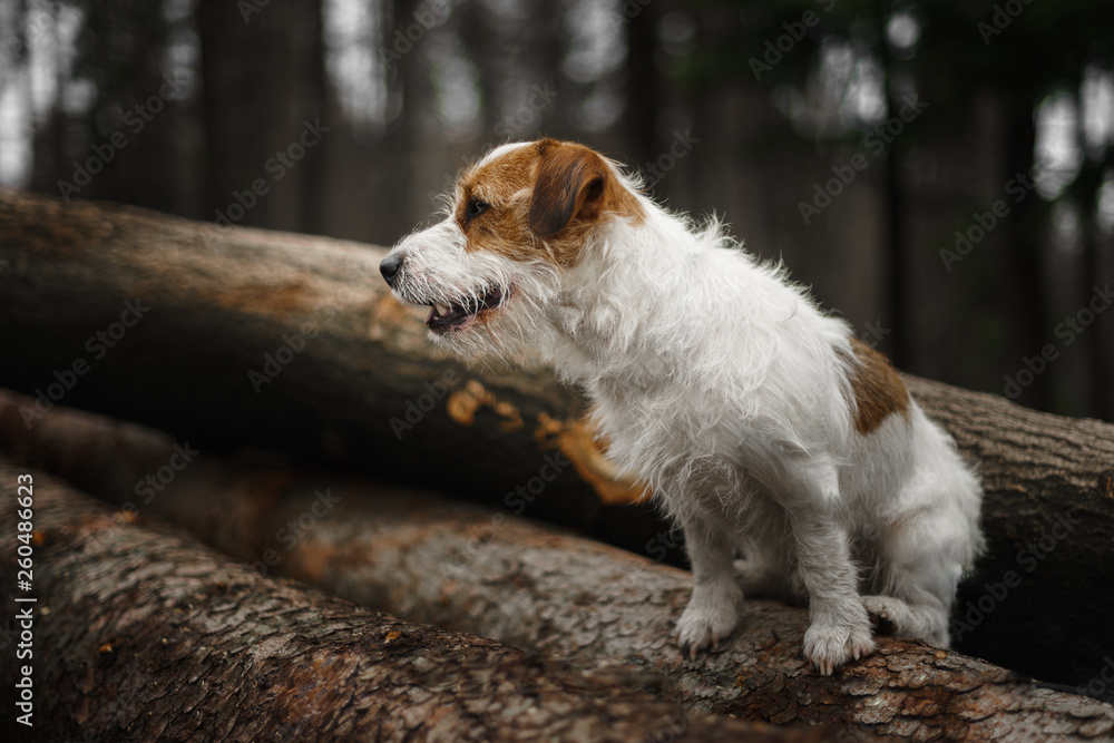 Small dog Jack Russell terrier beautifully poses for a portrait in the forest