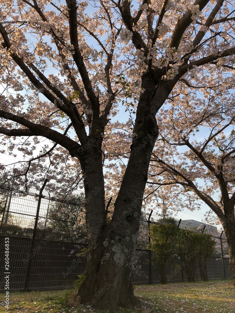 Obraz premium 夕日と桜