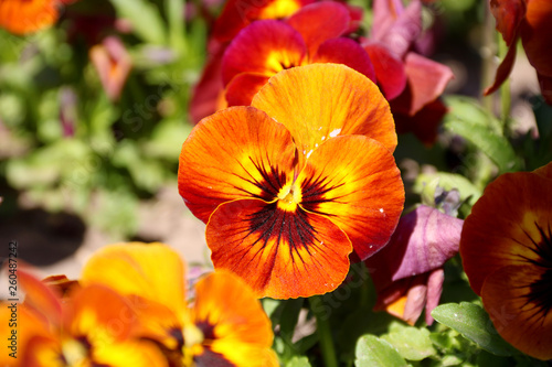Pansy is a amazing flower and its colour combination is great. Viola tricolor var. hortensis. Viola Wittrockianna (Pansy). beautiful multi-colored flowers pansies.