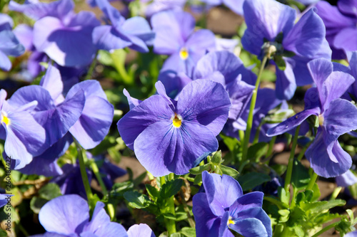 Pansy is a amazing flower and its colour combination is great. Viola tricolor var. hortensis. Viola Wittrockianna (Pansy). beautiful multi-colored flowers pansies.