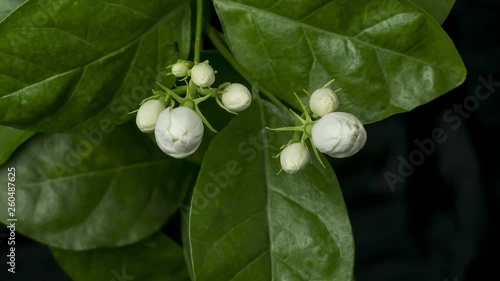 Jasmine flower blooming time lapse.