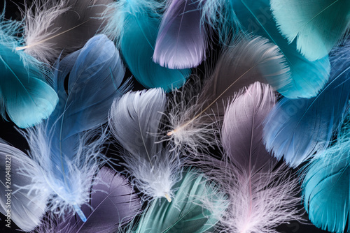 seamless background with light green, purple and blue feathers isolated on black