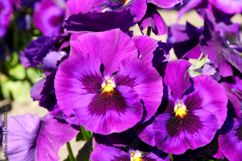 Pansy is a amazing flower and its colour combination is great. Viola tricolor var. hortensis. Viola Wittrockianna (Pansy). beautiful multi-colored flowers pansies.