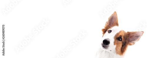 Banner, Hund Mischling schaut zur Seite, freigestellt vor Weiß mit Textfreiraum