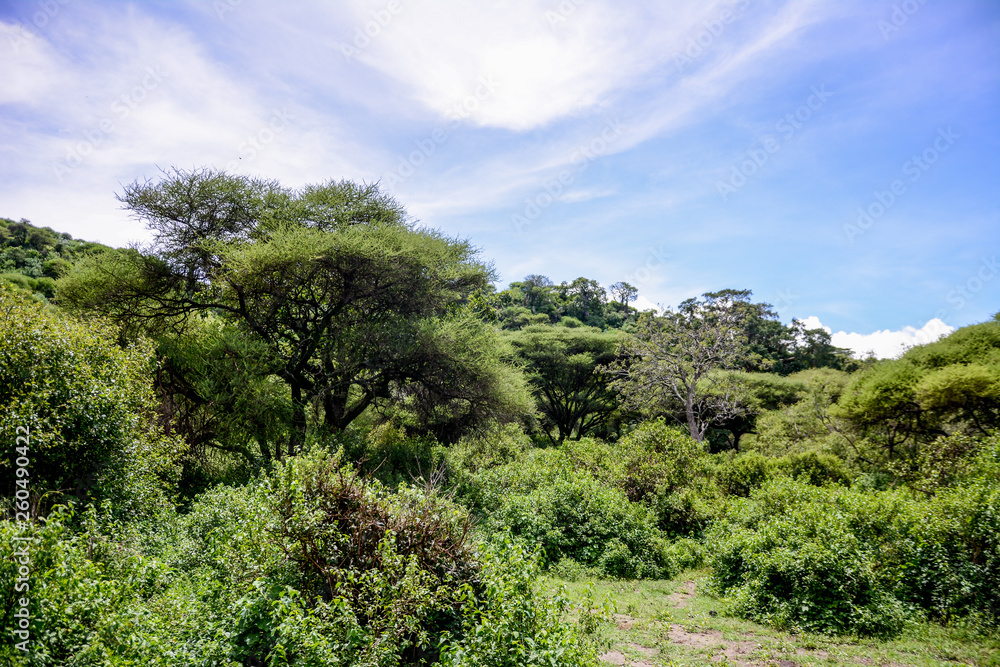 Landscape in Manyara National Park Landscape in Manyara National Park