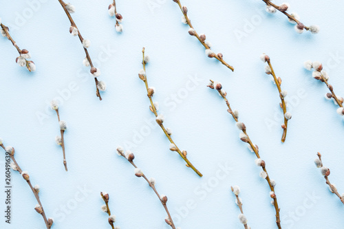 Fresh fluffy willow twigs pattern on light pastel blue background.
